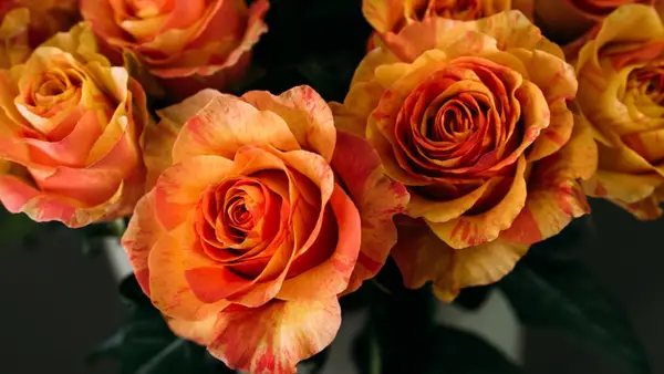 Flores elegantes y calmantes para combatir el estrés y la ansiedad.