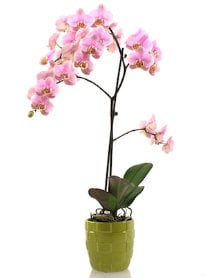 Cómo elegir una orquídea saludable de la tienda.