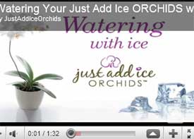 Los videos sobre el cuidado de las orquídeas le muestran a papá cómo cuidar las orquídeas Just Add Ice
