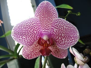 ¿Cómo obtienen sus manchas las orquídeas estampadas?
