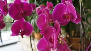 Simplemente agrega orquídeas heladas y dale un toque primaveral a tu hogar.