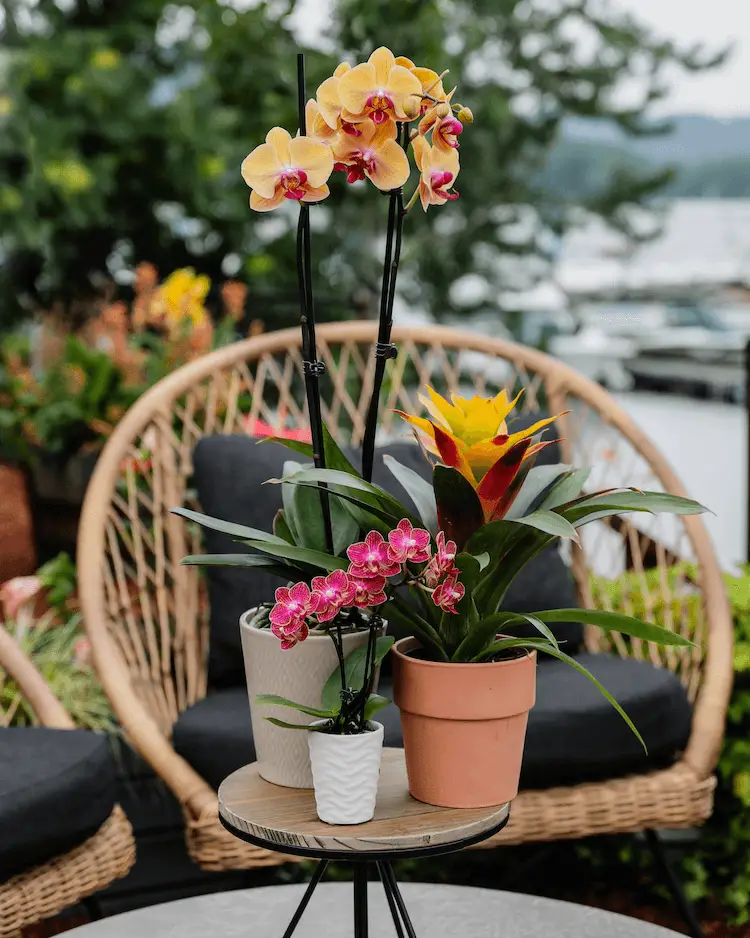 Formas de utilizar tus orquídeas al aire libre este verano