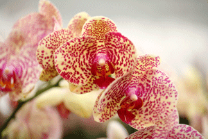 Utilice estos consejos para tomar excelentes fotografías de orquídeas