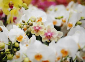 ¿Puedo utilizar té como fertilizante para mi orquídea Phalaenopsis?