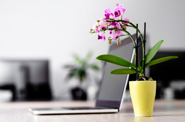 Las mejores plantas y flores para tu oficina
