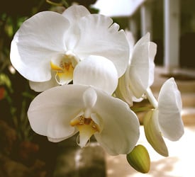 ¿Cómo puedo hacer que mi orquídea Just Add Ice vuelva a florecer?