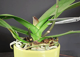 Consejos para prepararse para trasplantar orquídeas