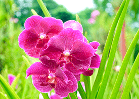 Retroceda en el tiempo recorriendo los senderos de las orquídeas de Malasia