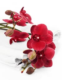 Vera Wang recomienda las orquídeas