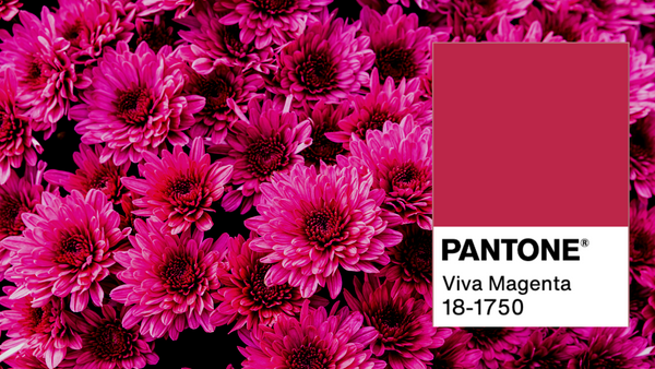 Guía definitiva de flores: Viva Magenta, color Pantone del año 2023
