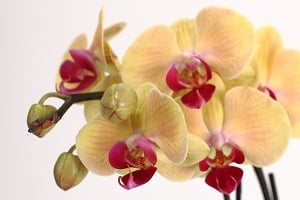 ¿Por qué es tan eficaz el método de riego de orquídeas “Just Add Ice”?