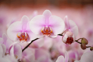 Cómo regar las orquídeas Phalaenopsis