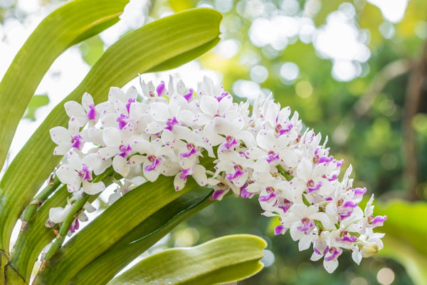 NUEVA alerta de orquídeas: orquídeas cola de zorra Rhynchostylis