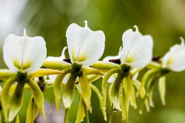 Angraecum, la orquídea blanca de Madagascar
