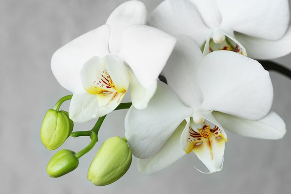 ¿Cuáles son las diferentes partes de una planta de orquídea?