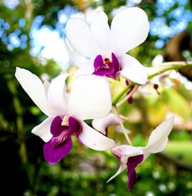 Mira hacia arriba, mira hacia abajo. ¡Las orquídeas crecen por todas partes!