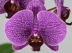 Proteja las orquídeas Just Add Ice de las corrientes de aire invernales
