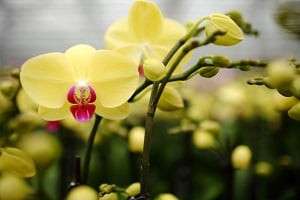 Vuelta a lo básico con tu orquídea Phalaenopsis