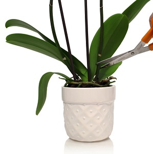 ¿Cortar la punta de una orquídea Phal afectará su crecimiento? Parte 1