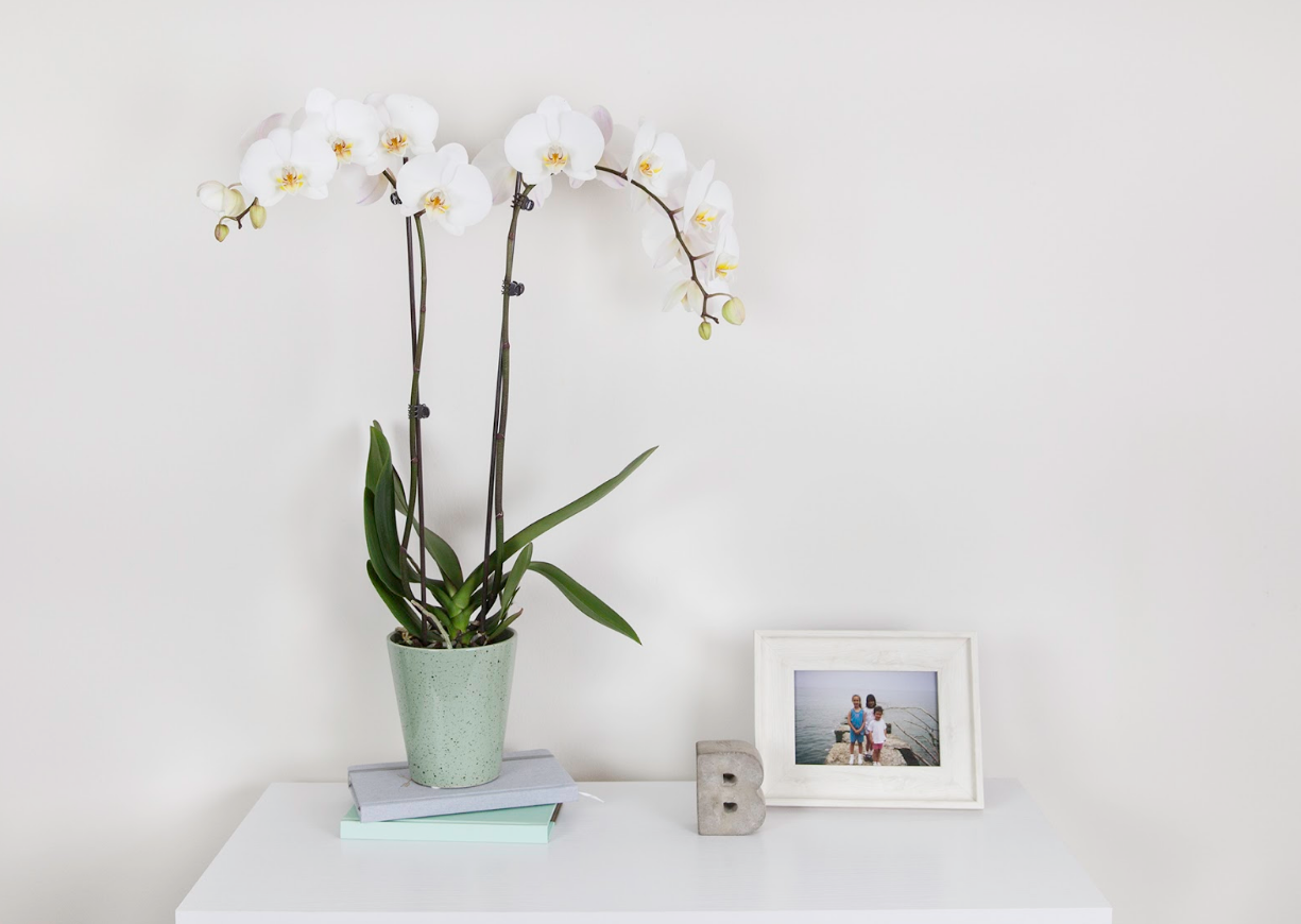 ¿Distanciamiento social? Programe entrega de orquídeas para el Día de la Madre