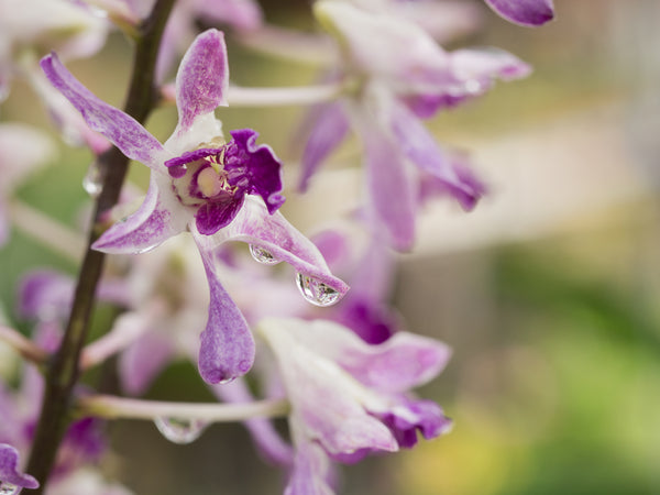 ¿Eres alérgico a las orquídeas?