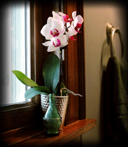 ¿Las corrientes de aire en mi casa podrían matar mi orquídea?