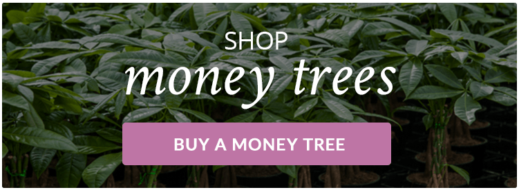 Cómo trasplantar una planta de árbol del dinero