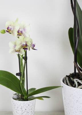 ¿Qué causa la pérdida de flores de orquídeas?