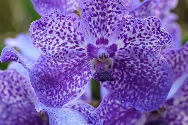 ¿Qué flores florecen en ultravioleta? | República de las orquídeas