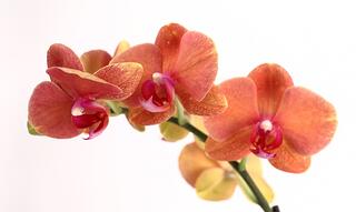 ¿Quieres que tu orquídea vuelva a florecer? Así es cómo