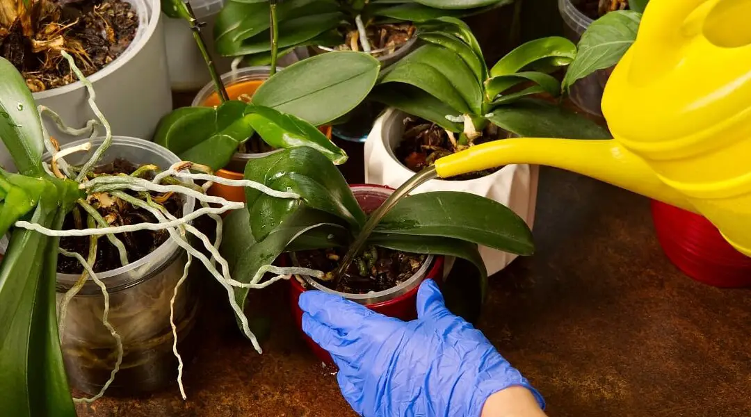 Cómo cultivar y cuidar orquídeas |