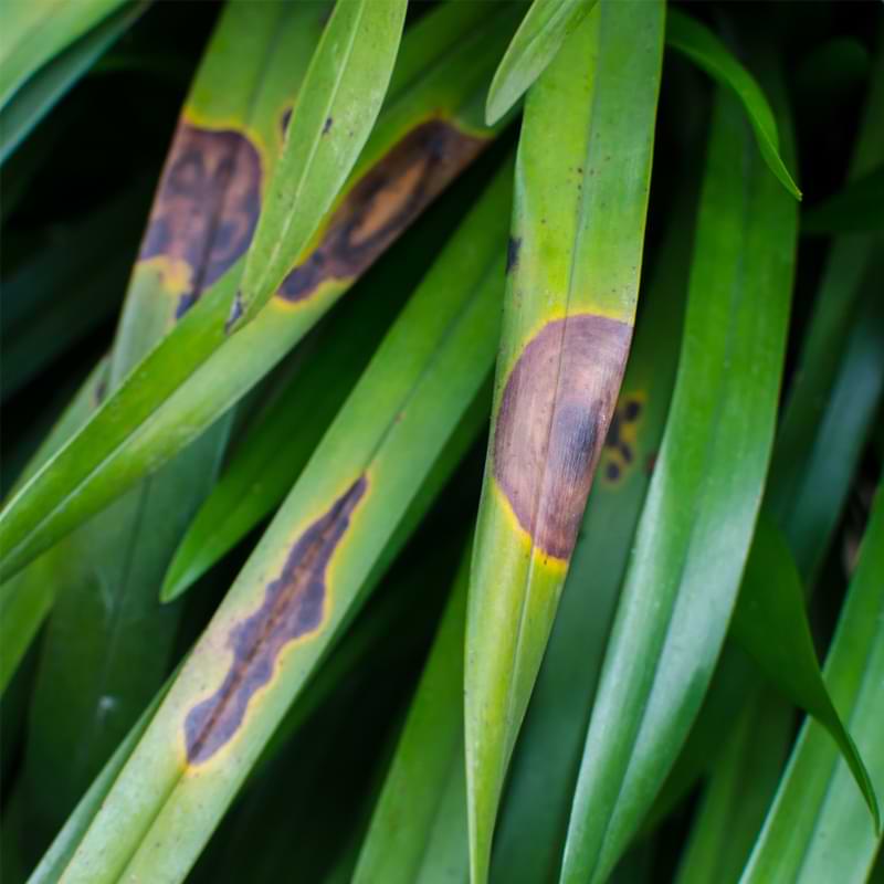 13 razones por las que las hojas de las orquídeas se vuelven marrones