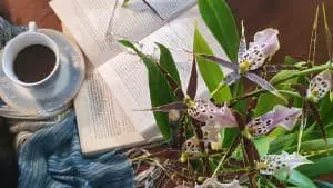 Raíces aéreas en las orquídeas: 7 preguntas importantes