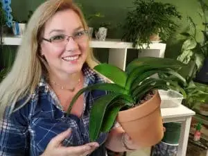Raíces aéreas en las orquídeas: 7 preguntas importantes