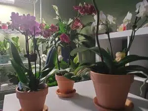 Raíces aéreas en las orquídeas: 7 preguntas importantes