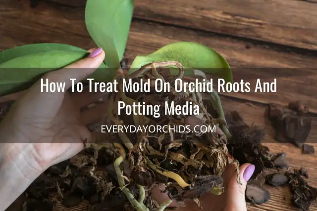 Cómo tratar el moho en raíces de orquídeas y sustratos para macetas