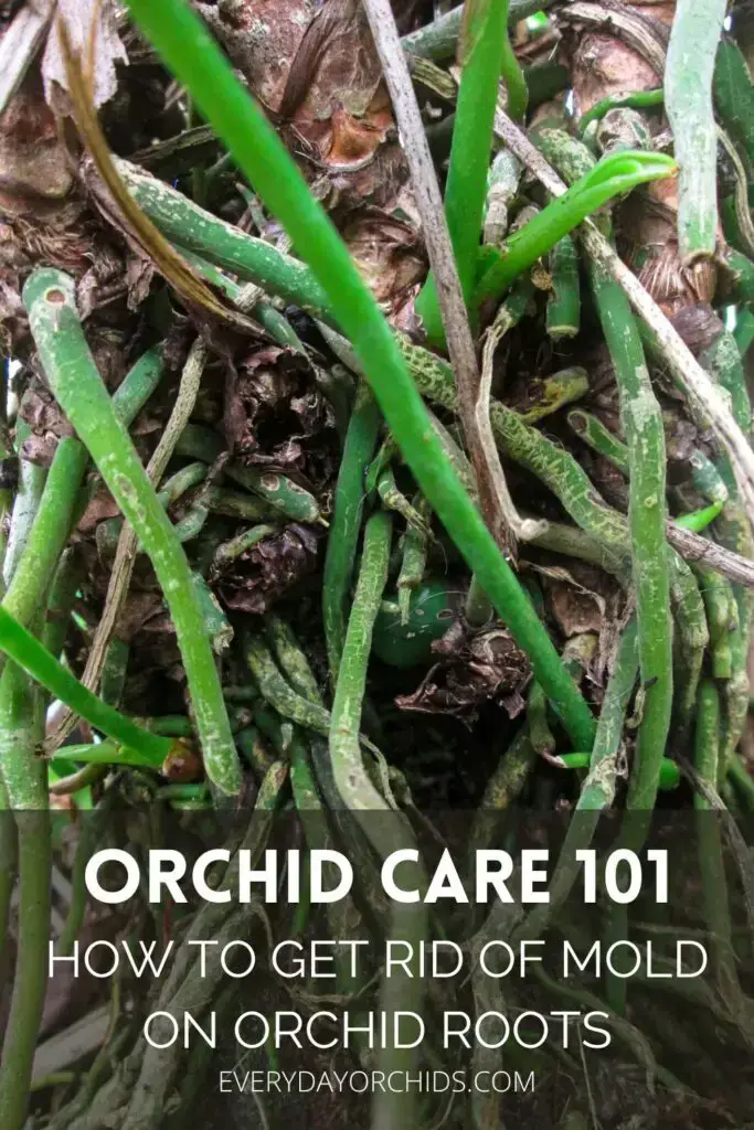 Cómo tratar el moho en raíces de orquídeas y sustratos para macetas