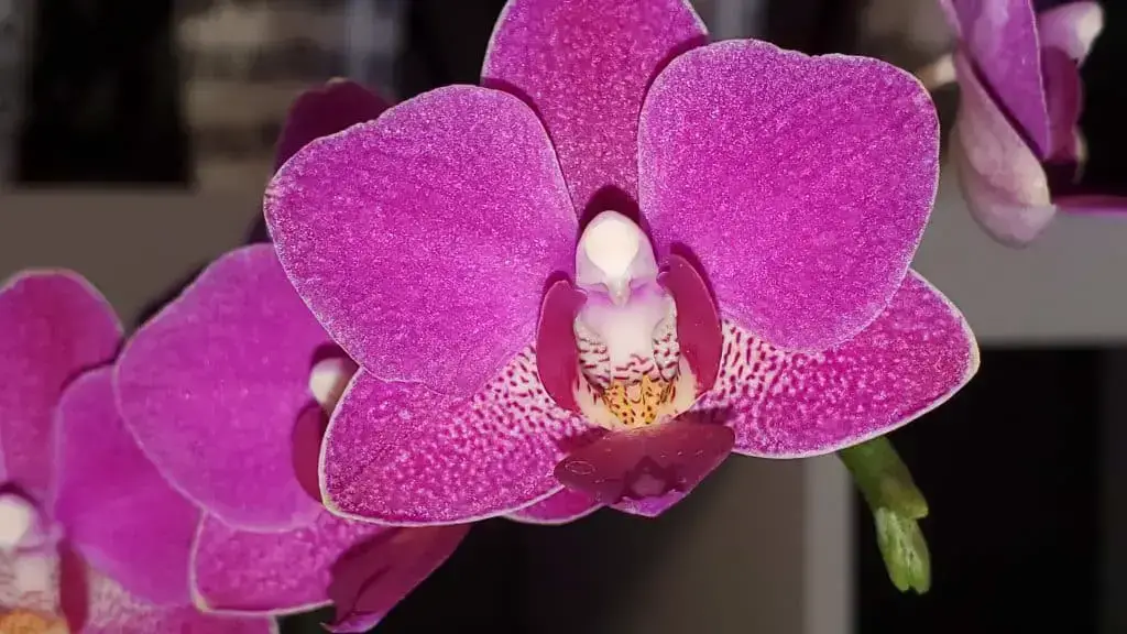 ¿Hoja de orquídea morada? 9 causas y soluciones