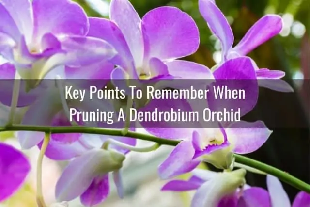 Cómo podar una orquídea Dendrobium