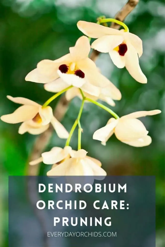 Cómo podar una orquídea Dendrobium