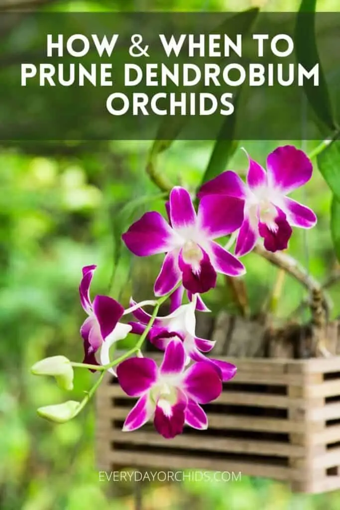 Cómo podar una orquídea Dendrobium