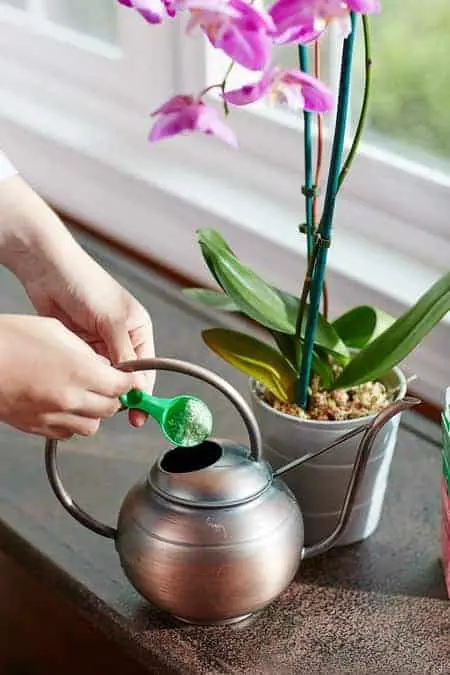 ¿Puedo usar fertilizante sobrante de orquídeas en plantas domésticas? ¿Puedo usar fertilizante sobrante de orquídeas en plantas domésticas?