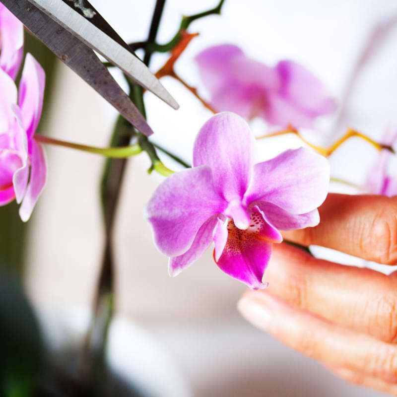 ¿Cuánto tiempo viven las orquídeas?