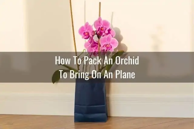 Consejos para viajar con una orquídea en un avión