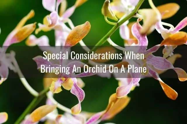 Consejos para viajar con una orquídea en un avión