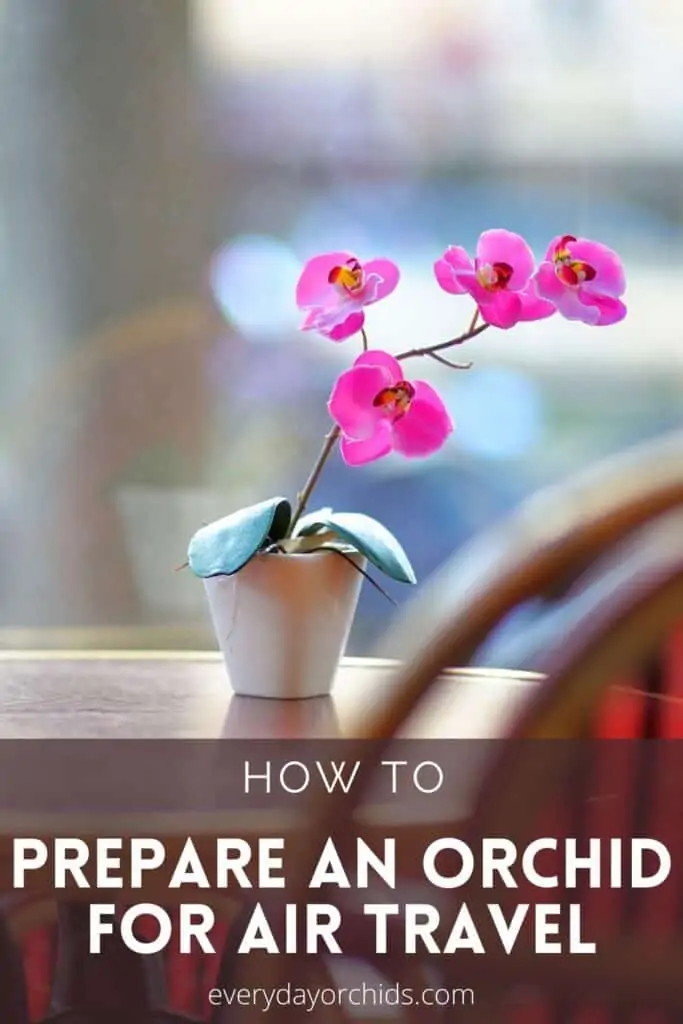 Consejos para viajar con una orquídea en un avión