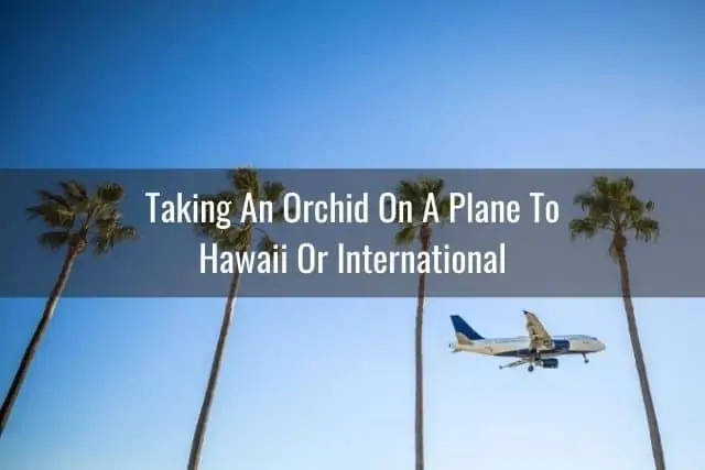 Consejos para viajar con una orquídea en un avión