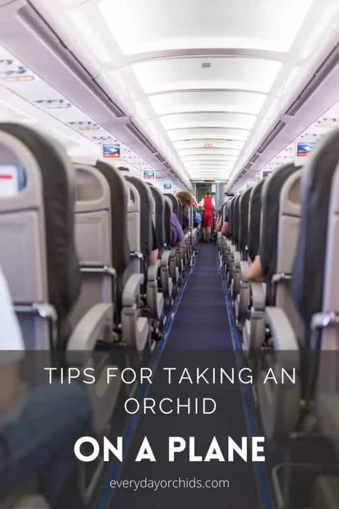 Consejos para viajar con una orquídea en un avión