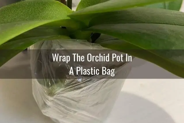 Consejos para viajar con una orquídea en un avión