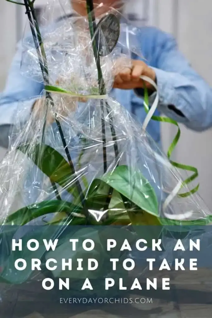 Consejos para viajar con una orquídea en un avión